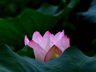 A pink lotus flower is blooming