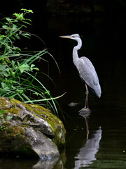 A great blueheron in the pond