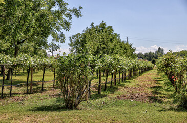 Fototapeta na wymiar Gardens of a Balsamic Vinegar factory in the Modena region of Italy 