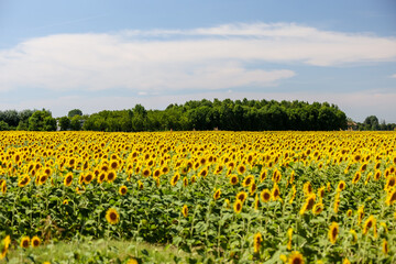 Barrels used in the process of making Balsamic Vinegar
