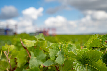 feuilles de vigne pendant les vendanges  avec le tracteur en fond flou