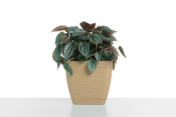 Beautiful Peperomia plant in pot isolated on white. House decor