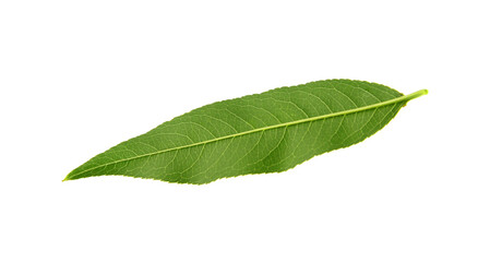 Green peach tree leaf isolated on white