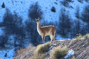 Fototapeta premium Wild guanaco staring at nowere over a snow mountain