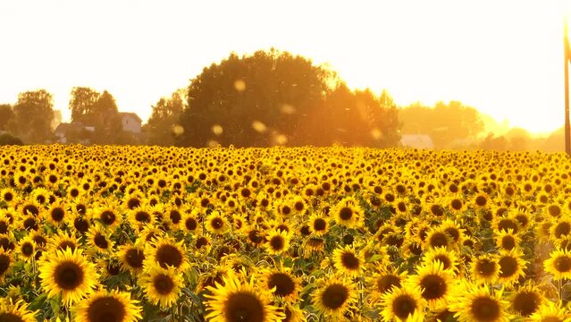 Sunflower in field on sunset in rural. Sunflowers farm fields in village. Harvesting sunflower seeds in autumn harvest season. Sunflowers field at village house in countryside on sunset. 