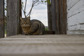 Country cat sitting on a wooden terrace.