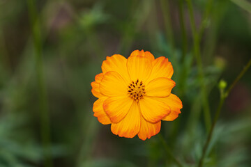 Yellow and orange color cosmos flower in the field