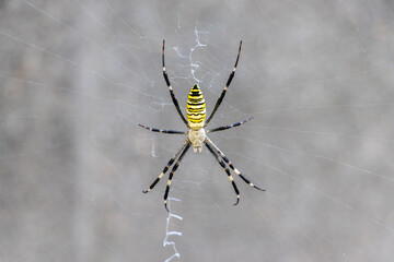 黄色と黒の縞模様のある大型のクモ