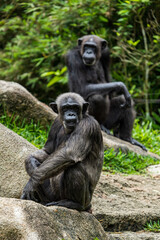 Chimpanzee sitting on the rock.