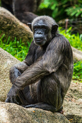 Shitting Chimpanzee isolated image