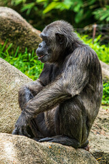 Shitting Chimpanzee isolated image