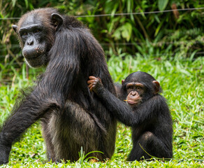 Chimpanzee mother playing with her baby.