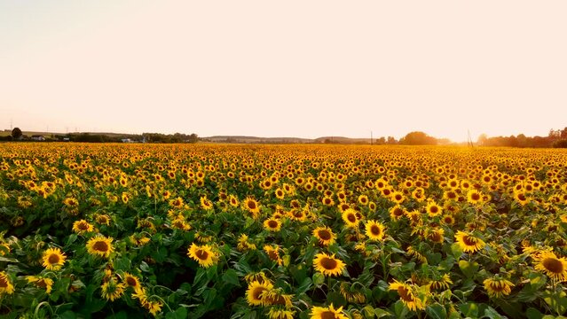 Sunflower in field on sunset in rural. Sunflowers farm fields in village. Harvesting sunflower seeds in autumn harvest season. Sunflowers field at village house in countryside on sunset. 
