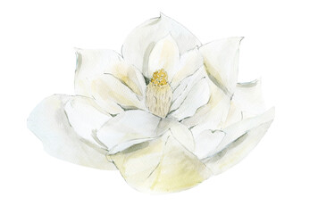 Water color Magnolia Flower illustration isolated on white background.  © Anna