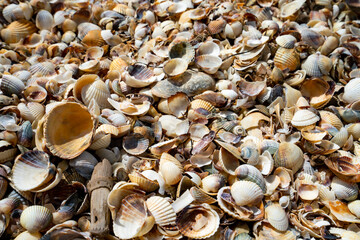 Shell Beach, Camargue, South France