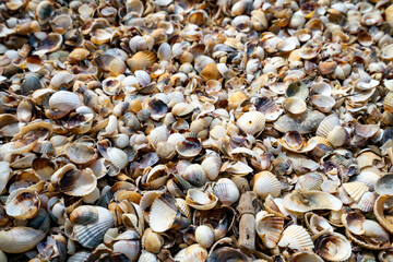 Shell Beach, Camargue, South France