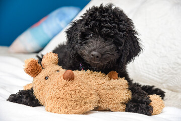 black poodle puppy with toy on bed