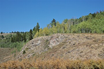 aspen trees starting to change color in the rocky mountains