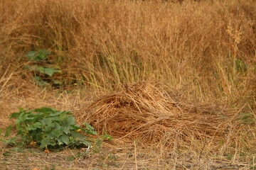 Harvest In The Field, Fort Edmonton Park, Edmonton, Alberta