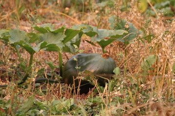 Pumpkin On The Vine, Fort Edmonton Park, Edmonton, Alberta