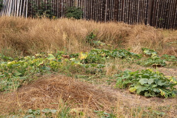 Pumpkin Patch