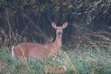 Alert white-tailed deer standing in a field. 