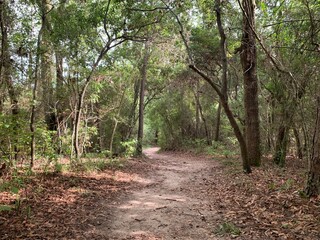 path in the woods