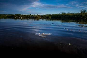 The water collection lagoon guarantees the water supply for the metropolis of Rio de Janeiro. The waters of the Guandy River arrives polluted at the largest water treatment plant in Latin America.