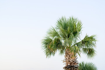 Palm trees against skyline