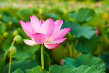 Lotus flower on the water