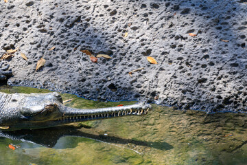 India Gharial Crocodile in the Water 