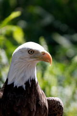 Portrait of an American Bald Eagle 
