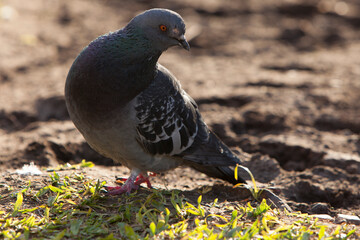 palomas en plaza de buenos iares