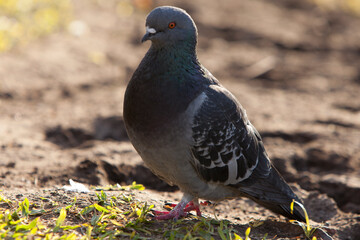 palomas en plaza de buenos iares