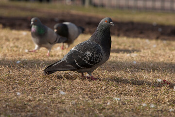 palomas en plaza de buenos iares
