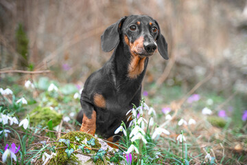 Portrait of adult dog in forest on lawn of white snowdrops, purple crocuses. Dachshund curiously looks out from meadow of flowers. Walk through spring flowering forest with pet. Hiking. 