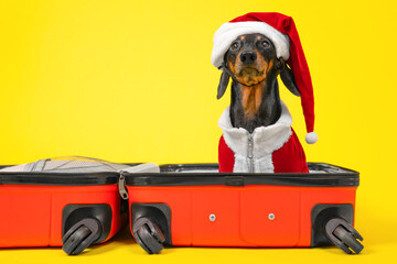 Dog in Christmas costume of Santa sits in suitcase, looks attentively at camera as in photo in passport on yellow background. New Year tours, Christmas holidays, excursions, family holidays, resort.