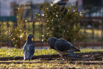 palomas en plaza de buenos iares