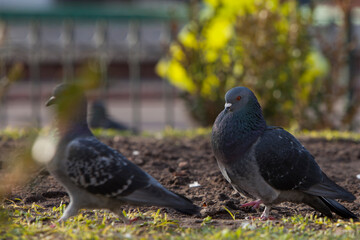 palomas en plaza de buenos iares