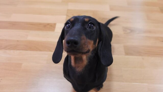 Adorable dachshund puppy is sitting on wooden floor, looking up with a naive look, happily wagging its tail and begging, top view. Lovely dog is trying to learn the new command.