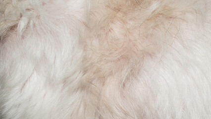 beige fur texture close-up beautiful fur background