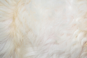 Obraz premium white fur texture close-up beautiful abstract pattern fur background