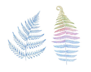 Hand drawn fern leaves isolated on white background. Detailed pencil botanical illustration. © Yuliya