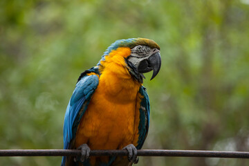GUACAMAYOS azules rojos y amarillos en naturaleza