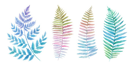 Hand drawn fern leaves isolated on white background. Detailed watercolor botanical illustration. © Yuliya