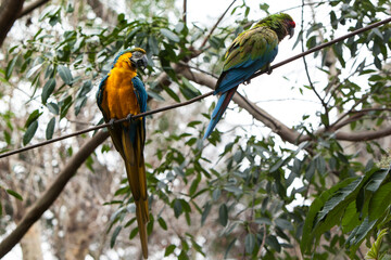 GUACAMAYOS azules rojos y amarillos en naturaleza