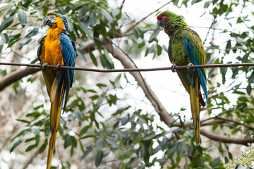 GUACAMAYOS azules rojos y amarillos en naturaleza