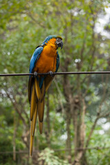 GUACAMAYOS azules rojos y amarillos en naturaleza