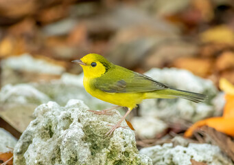 A hooded warbler perched on an old coral rock in the Florida Keys during fall migration
