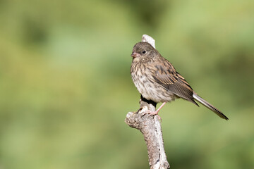 Juvenile Dark-eyed Junco in Alaska